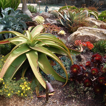 Fantastic succulents
