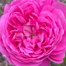 Old Garden Roses