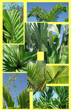 Choosing A Palm