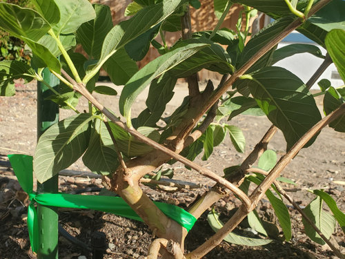 Guava tree pruning/training to tree shape