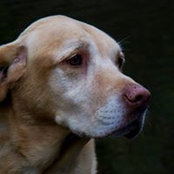 Harvey Lowery's photo