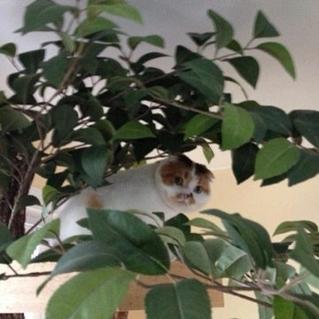 Client Photos of their cat enjoying their Pet Tree House