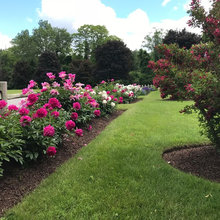 Landscape Ideas