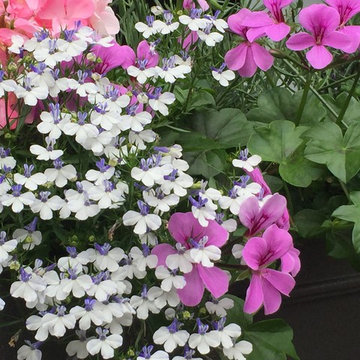 Carroll Gardens Summer Window Boxes
