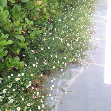 Wattle Park Project