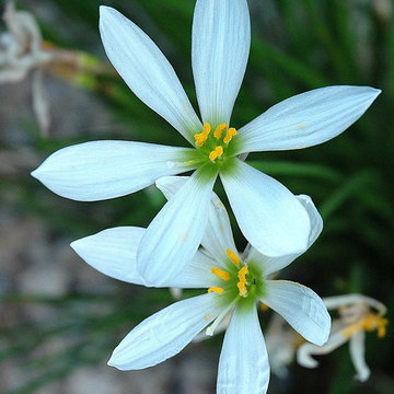 Southwestern Plants