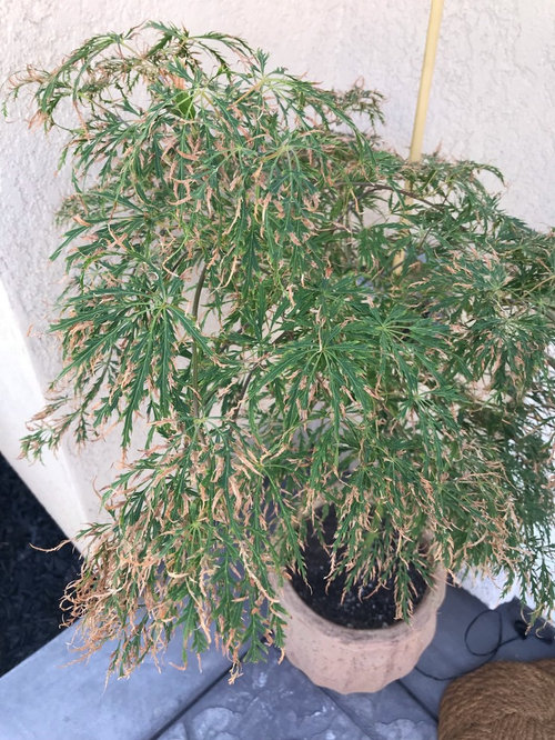 Japanese maple leaves turning brown..
