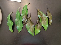 Schefflera Dropping Leaves left and right | Houzz Forum