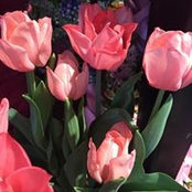 Lana Mitchell Cantrell's photo