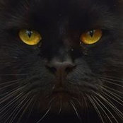 Karin Ogle's photo