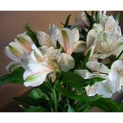 Alexandra Manning Sattich's photo