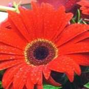 Tina Smith Kirk's photo