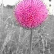 Rochelle MacPherson's photo