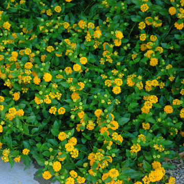 Southwestern Plants