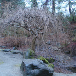 Trees That Provide Year Round Interest - Plants