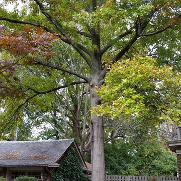 Tree Trimming & Removal