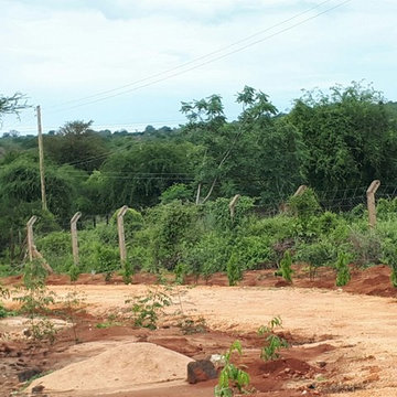 Arid Landscaping