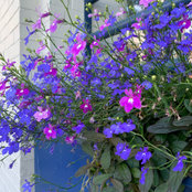 Hadas Levy's photo