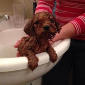 Sarah Voyce's photo