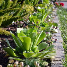 front bed