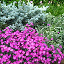 Garden Inspiration