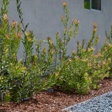 Leucadendron mass foundation planting.