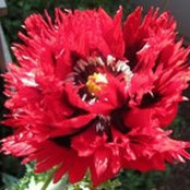 Dena Walston's photo