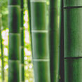 Yamboo Bamboo's profile photo
