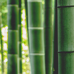 Yamboo Bamboo