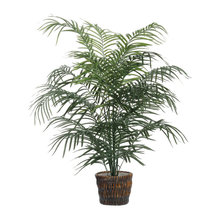 Plants