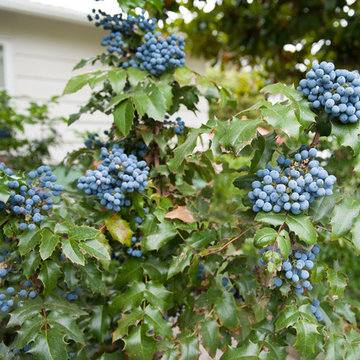 Berry-Filled Hedge