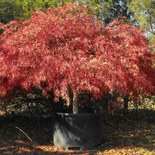 japanese maples