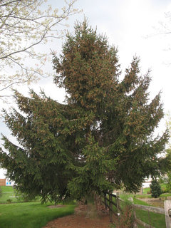 Pruning up a Norway Spruce