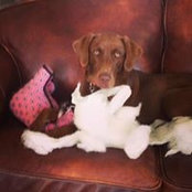 Laura Bibb's photo