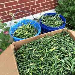 2016 Garlic Harvest - Bulbs And Seeds