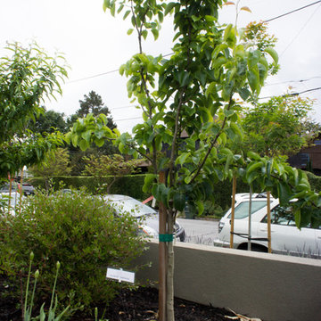 Gamble Garden Spring Tour 2014: 405 Lincoln