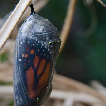 Habitat