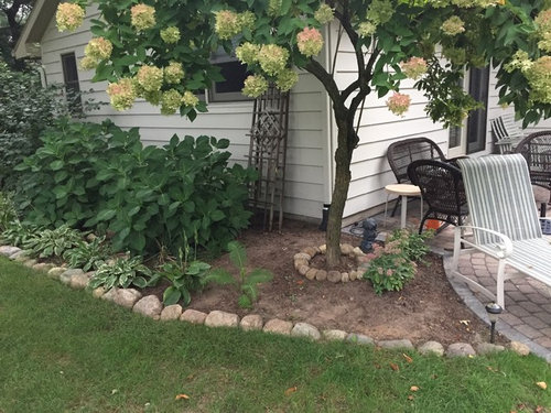 Plants Under Hydrangea Tree