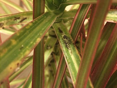 discoloration on dracaena marginata new growth | Houzz Forum