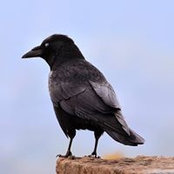 Barbara Lawson's photo