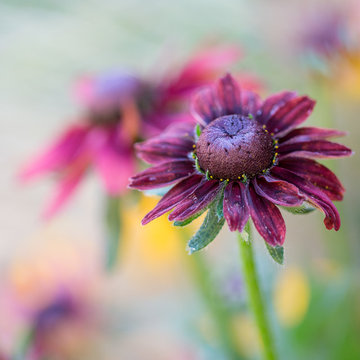 Rudbeckia 'Cherry Brandy'