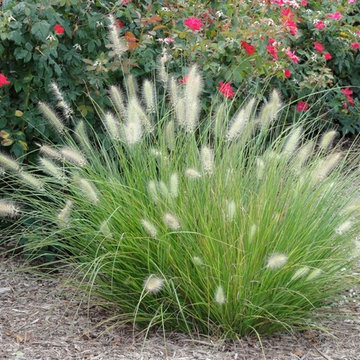 Plants I Really Like