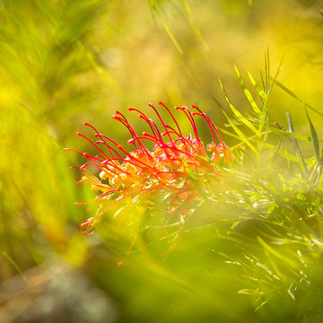 Gravilla Bloom Mid Century Organic Flow Drought Tolerant Landscape