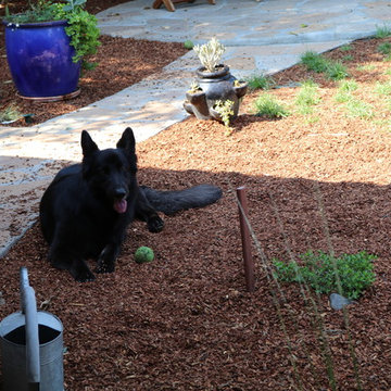 California Native Backyard Renovation