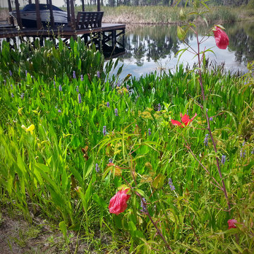 Wetland Mitigation