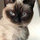 mike_gadus