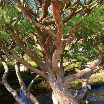 Ideas for a Japanese style garden