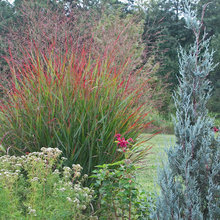 Mixed garden beds