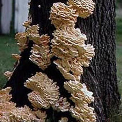 cut down a damaged tree service - Products
