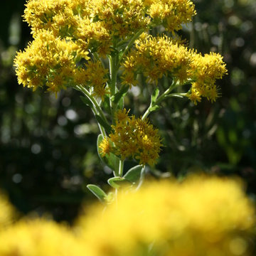Celebrate Our Many Native Goldenrods
